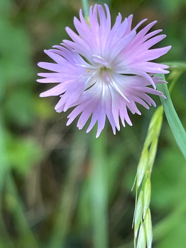 Dianthus benearnensis, photograph 2