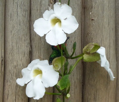 Cinnyris chloropygius