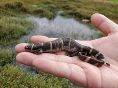 Ambystoma annulatum