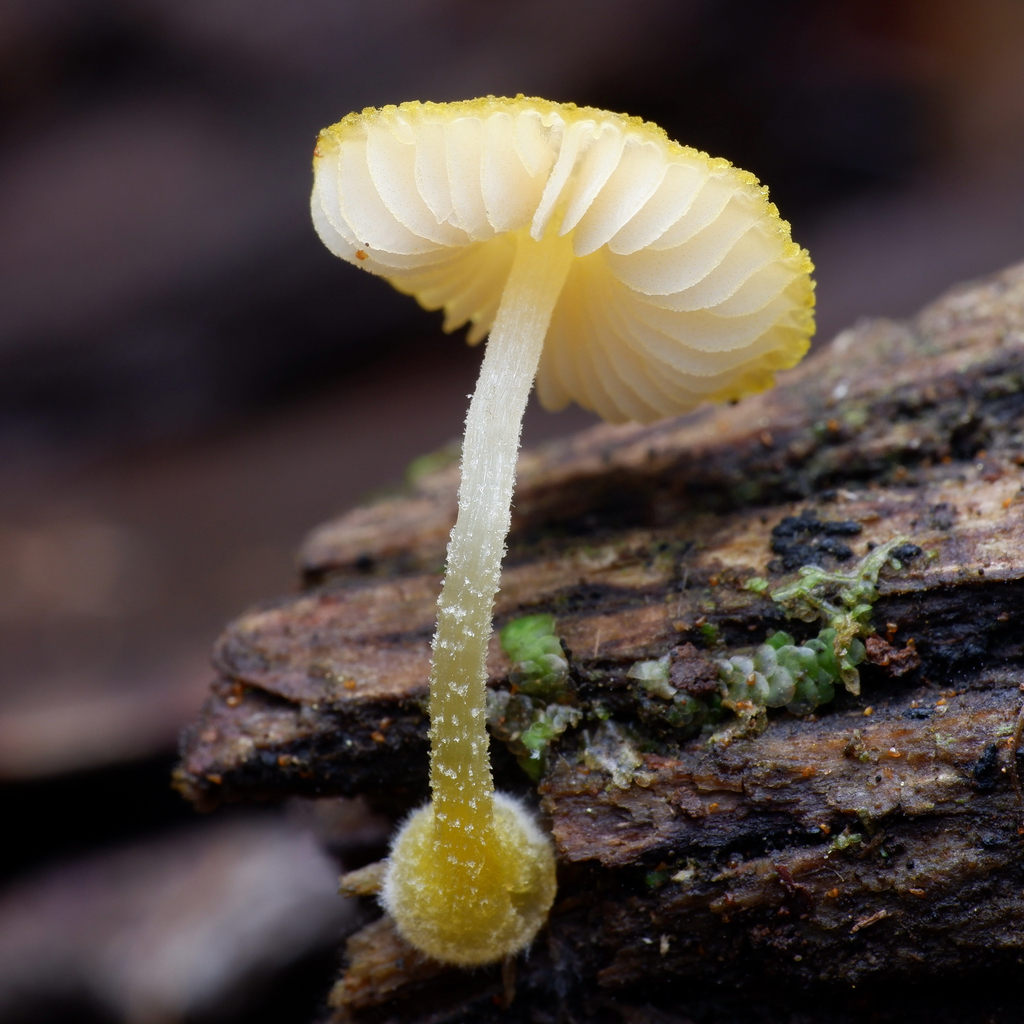 Pluteus hubregtseorum · June 2025 · photo: © celadonfern (iNaturalist, cc-by)