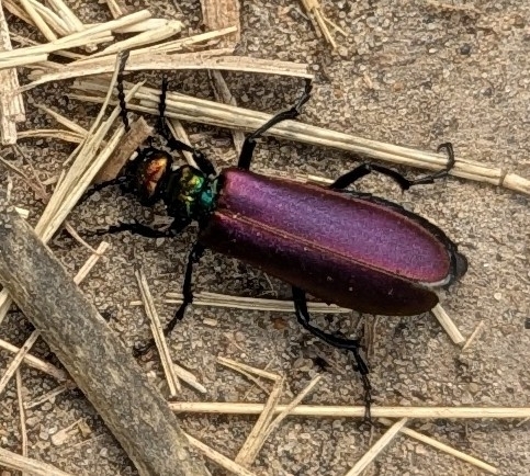 Nuttall's blister beetle