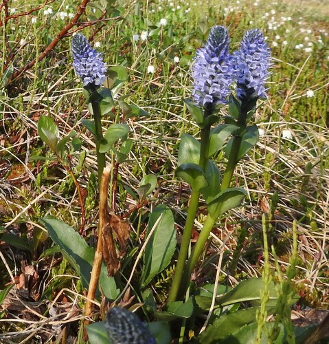 Little Weaselsnout (Lagotis minor)