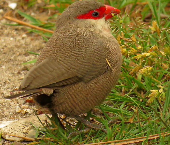 Common Waxbill (Estrilda astrild)