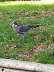 Columba palumbus