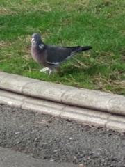 Columba palumbus