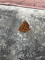 Opsiphanes boisduvallii