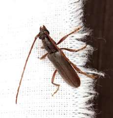 Margites deroliformis