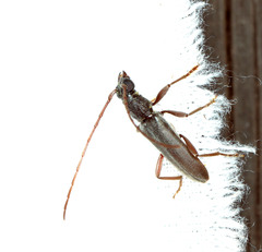 Margites deroliformis