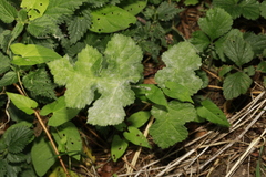 Erysiphe heraclei