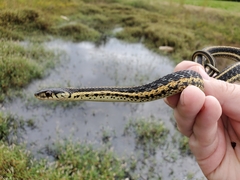 Thamnophis sirtalis sirtalis