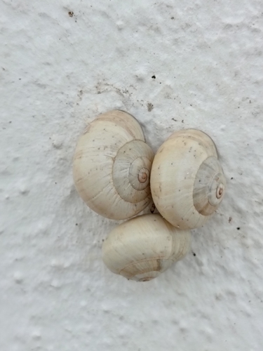 Theba pisana