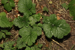 Erysiphe heraclei
