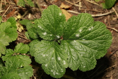 Erysiphe heraclei