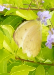 Catopsilia gorgophone