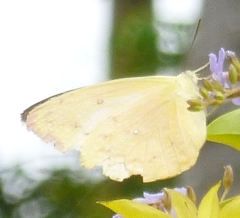 Catopsilia gorgophone