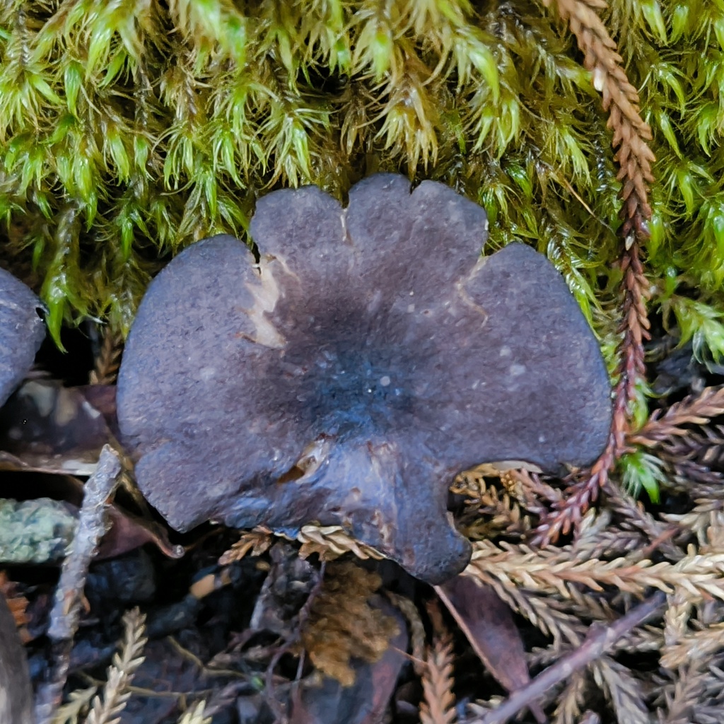 Entoloma · June 2025 · photo: © zedt (iNaturalist, cc-by)