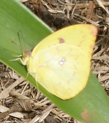 Catopsilia gorgophone