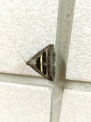 Grammodes geometrica