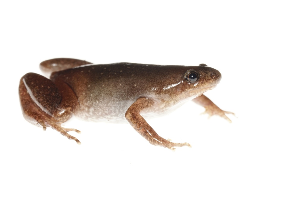 Reticulated Humming Frog