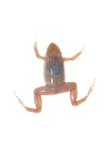 Chiasmocleis royi