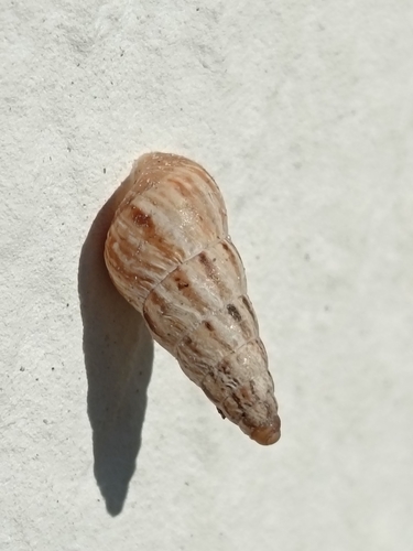 Cochlicella acuta