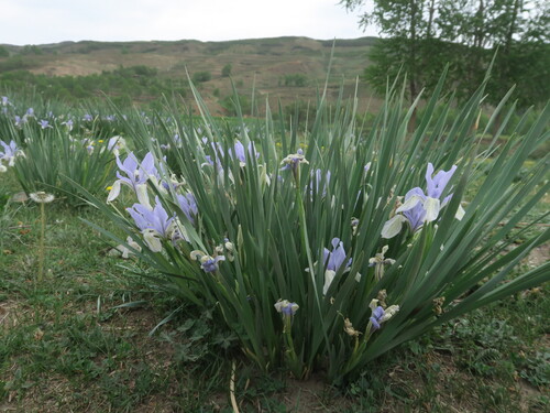 Iris tibetica
