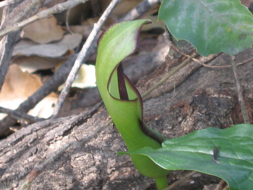 Arum hygrophilum, photograph 2