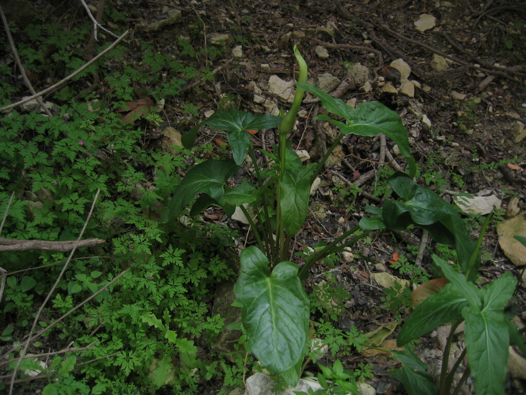 Water Arum (Arum hygrophilum)