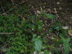 Arum hygrophilum, photograph (c) zebedeugalinha, some rights reserved (CC BY)