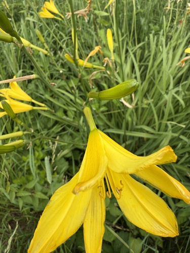 Hemerocallis yezoensis