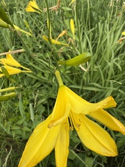 Hemerocallis yezoensis, photograph (c) Rajan Rao, some rights reserved (CC BY)