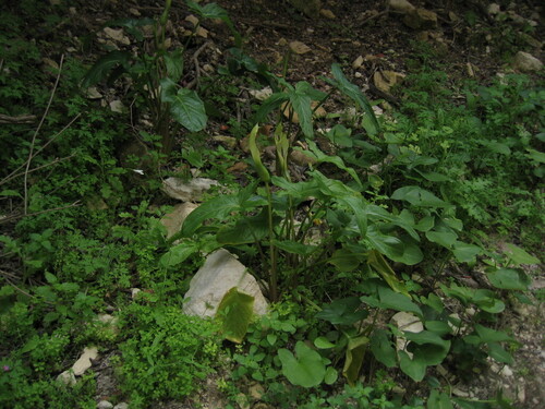 Arum hygrophilum