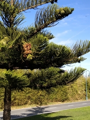 Araucaria heterophylla