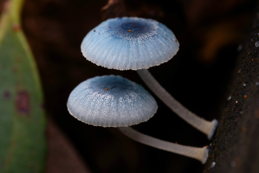 Mycena interrupta · June 2025 · photo: © celadonfern (iNaturalist, cc-by)