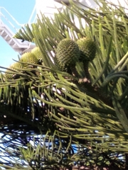 Araucaria heterophylla