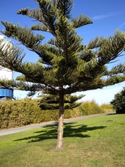 Araucaria heterophylla