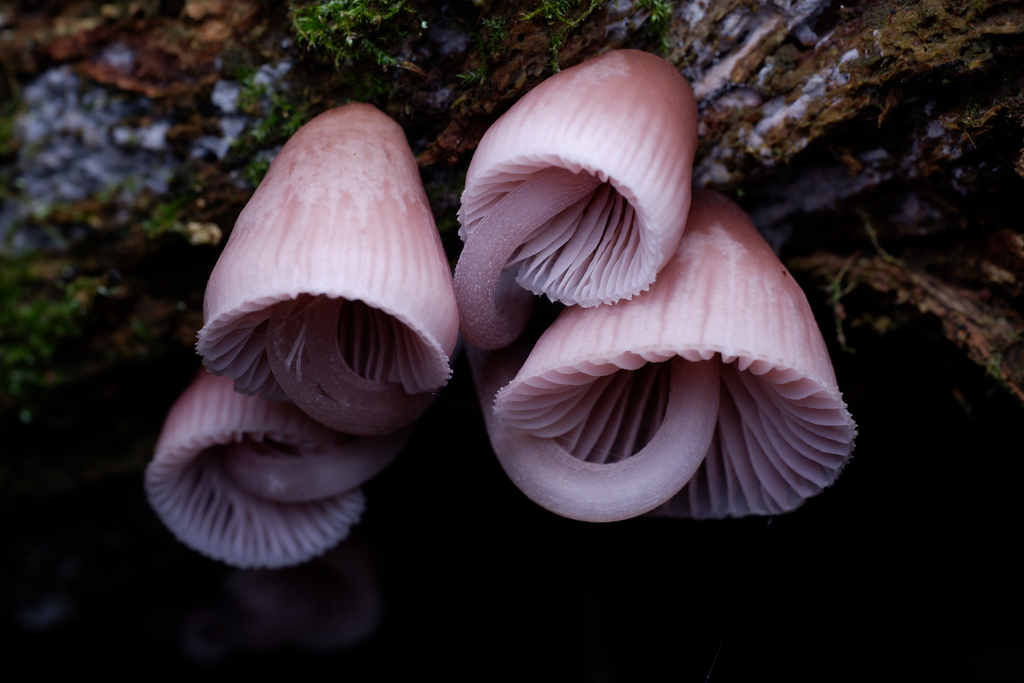 Mycena clarkeana · June 2025 · photo: © celadonfern (iNaturalist, cc-by)
