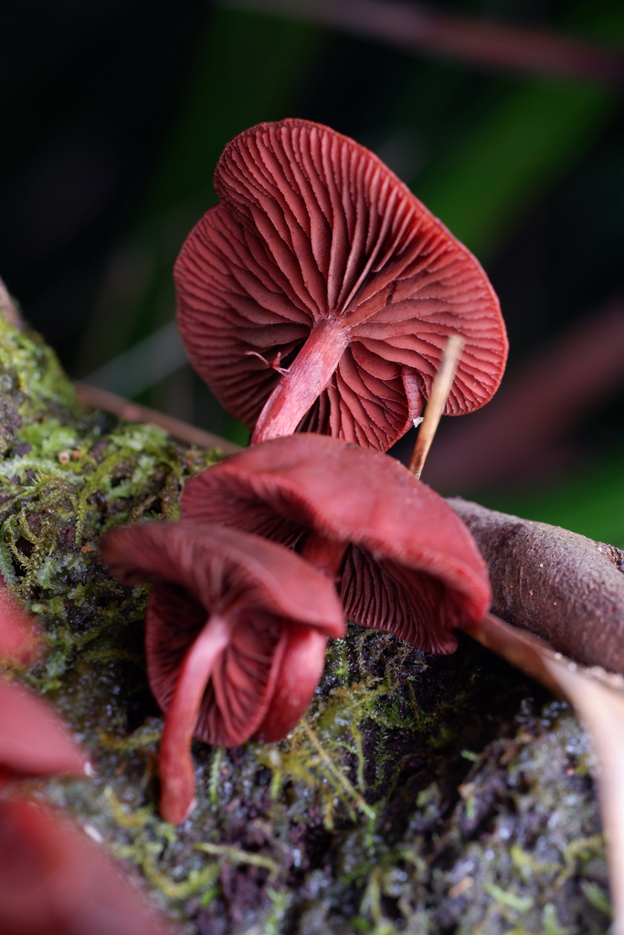 Tubaria rufofulva · June 2025 · photo: © celadonfern (iNaturalist, cc-by)