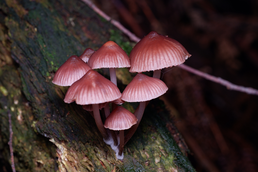 Mycena clarkeana · June 2025 · photo: © celadonfern (iNaturalist, cc-by)
