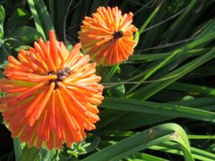 Kniphofia rooperi