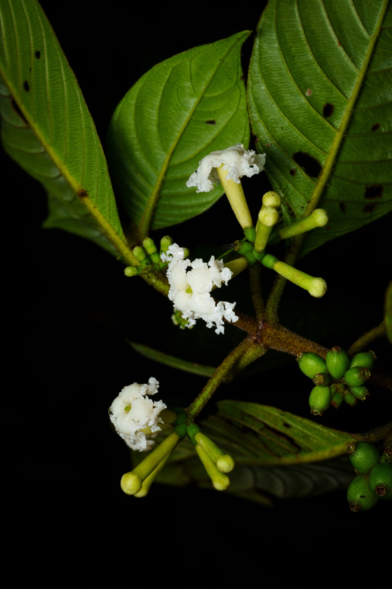 Tournefortiopsis crispiflora