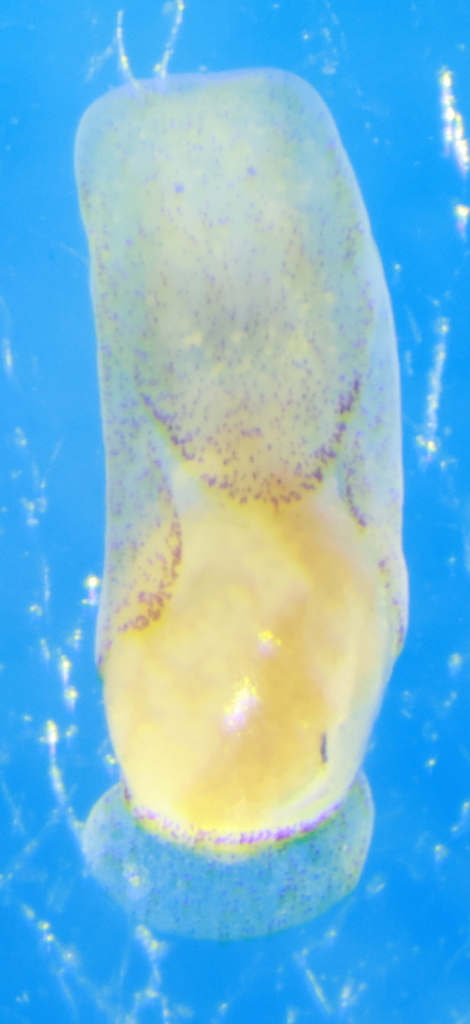 Philinissima