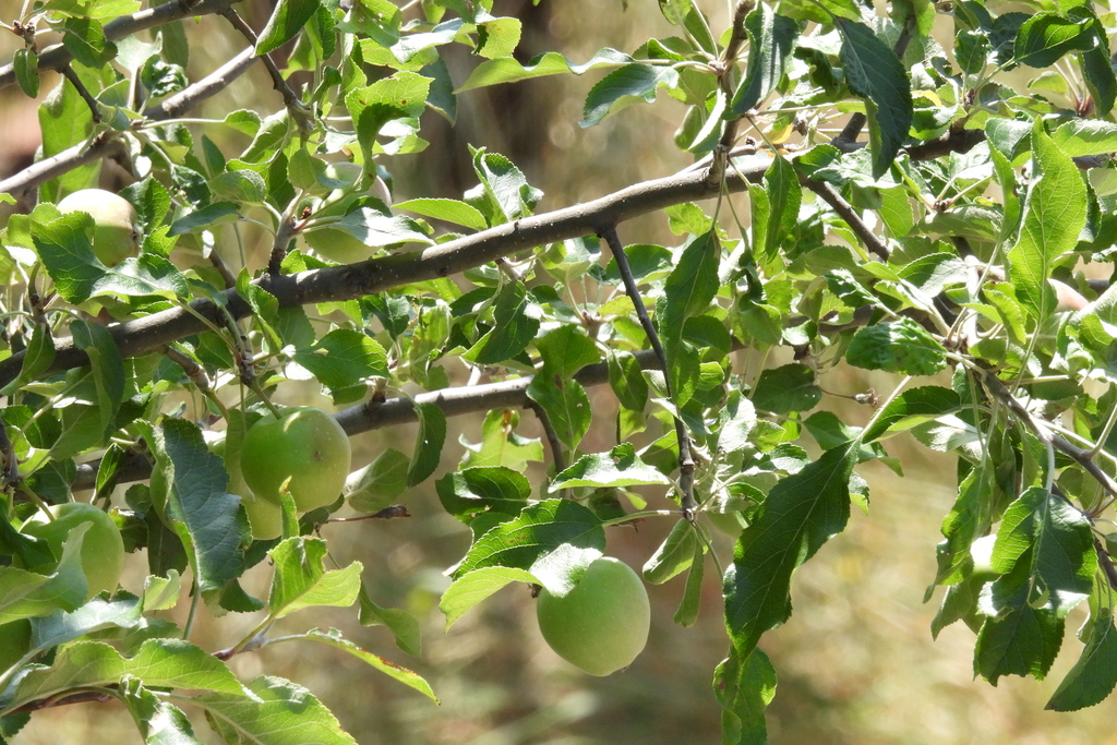 Malus domestica