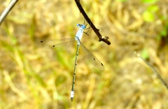 Lestes sigma