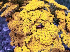 Achillea filipendulina