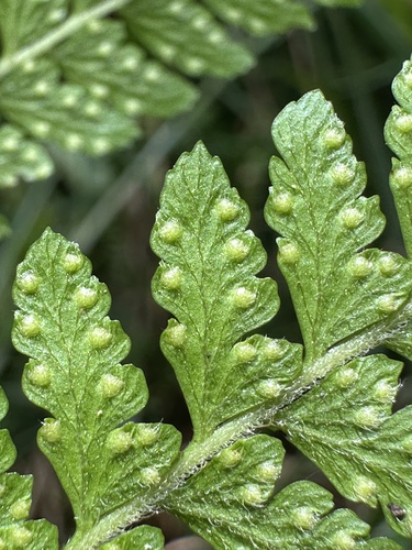 Microlepia substrigosa iNat (1)