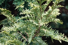 Libocedrus