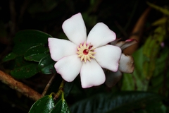 Blakea quadrangularis