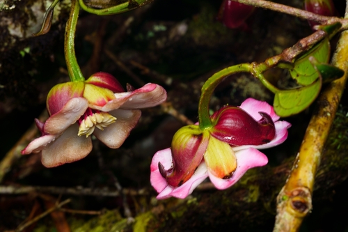 Blakea quadrangularis, photograph 4