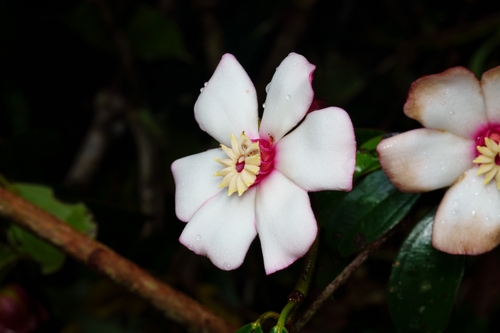 Blakea quadrangularis, photograph 5